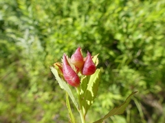 Dasineura salicifoliae
