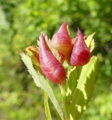 Dasineura salicifoliae