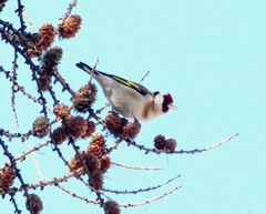 Carduelis carduelis