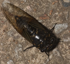 Cryptotympana mandarina