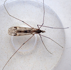 Tipula rufina