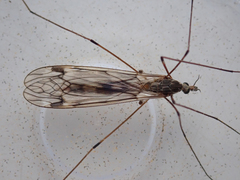 Tipula rufina