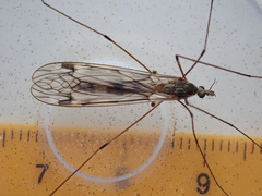 Tipula rufina