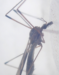 Tipula rufina