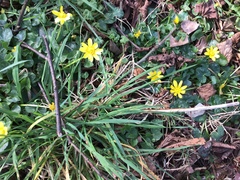 Ficaria verna