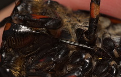 Cryptotympana mandarina