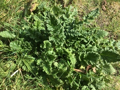 Jacobaea vulgaris