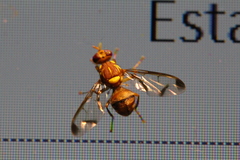 Zeugodacus cucurbitae