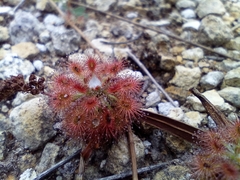 Drosera roseana