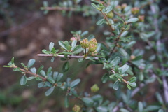 Ceanothus arcuatus