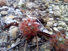 Drosera roseana