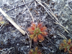 Drosera roseana