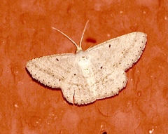 Isturgia catalaunaria