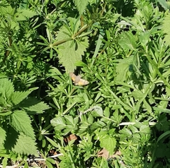 Macroglossum stellatarum