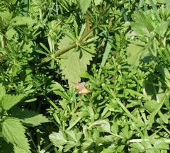 Macroglossum stellatarum