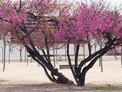 Cercis siliquastrum