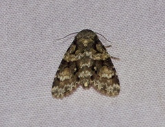 Thalathoides conjecturalis