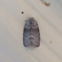 Polygrammate cadburyi