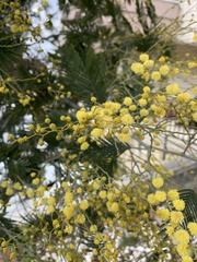 Acacia dealbata