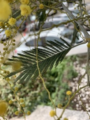 Acacia dealbata