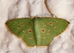 Comostola meritaria