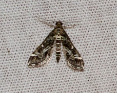 Diasemiopsis ramburialis