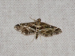 Diasemiopsis ramburialis