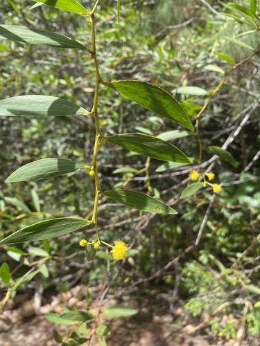Acacia homaloclada, 2022-03-20
