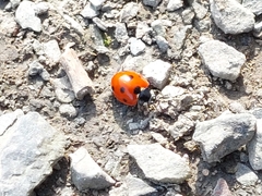 Coccinella septempunctata