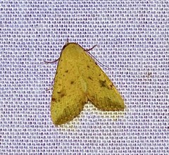 Phytometra subflavalis