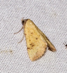 Phytometra subflavalis