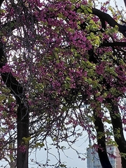 Cercis siliquastrum