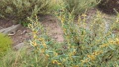 Xanthium spinosum