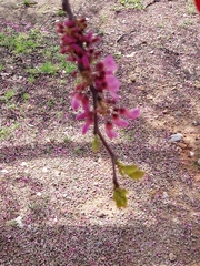 Cercis siliquastrum