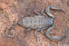 Hadogenes troglodytes