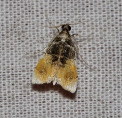 Thysanoidma octalis