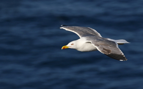 Atlantic Yellow-legged Gull