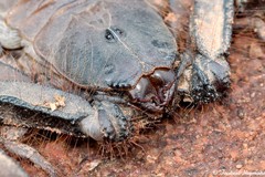 Hadogenes troglodytes