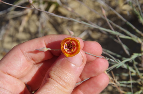 Laredo flax (Linum elongatum)
