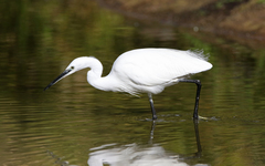 Egretta garzetta