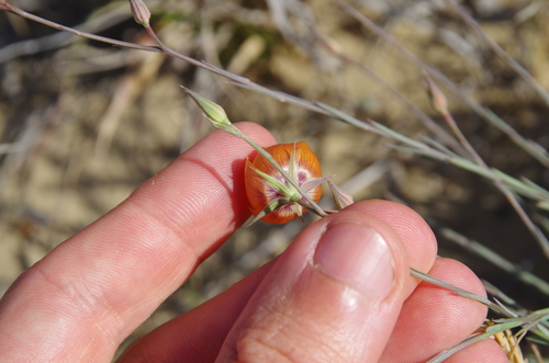 Image of Linum elongatum by (c) Eric Knight, some rights reserved (CC BY)