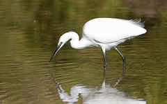 Egretta garzetta