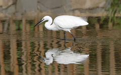 Egretta garzetta
