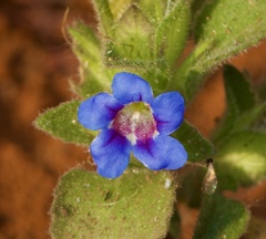 Strobilanthes pavala