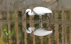 Egretta garzetta