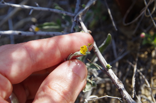 Image of Physaria thamnophila by (c) Eric Knight, some rights reserved (CC BY)