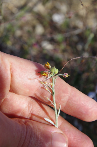 Image of Physaria thamnophila by (c) Eric Knight, some rights reserved (CC BY)