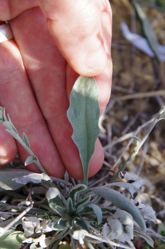 Image of Physaria thamnophila by (c) Eric Knight, some rights reserved (CC BY)