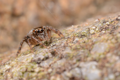 Plexippina