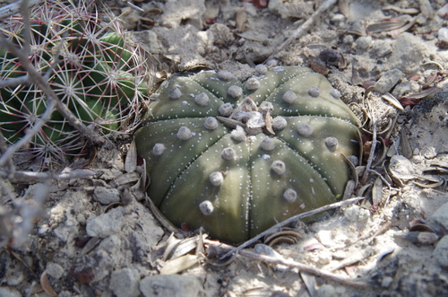 Astrophytum asterias